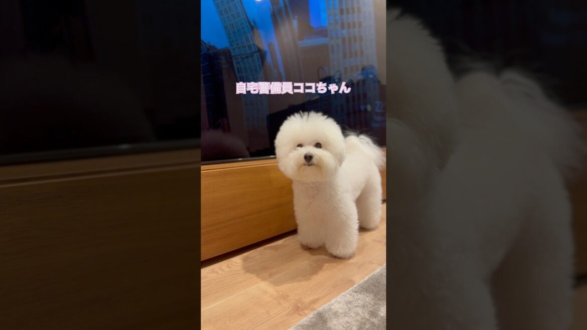 モフモフの全身をご覧下さい🈁#ビションフリーゼ #癒し #癒し #犬のいる生活 #もふもふ #osaka #shorts