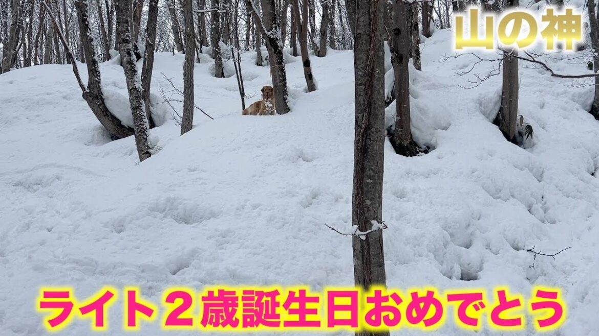 【2歳の誕生日】ライトお誕生日おめでとう㊗️ 【2歳の誕生日】ライトお誕生日おめでとう㊗️