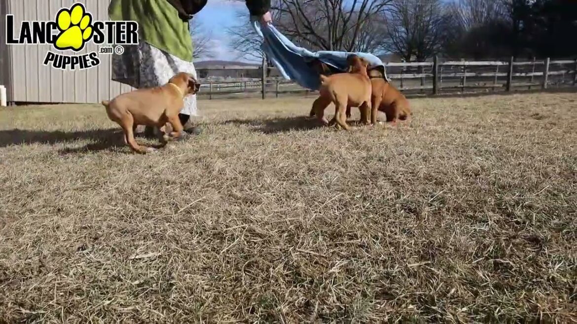 Lively Boxer Puppies