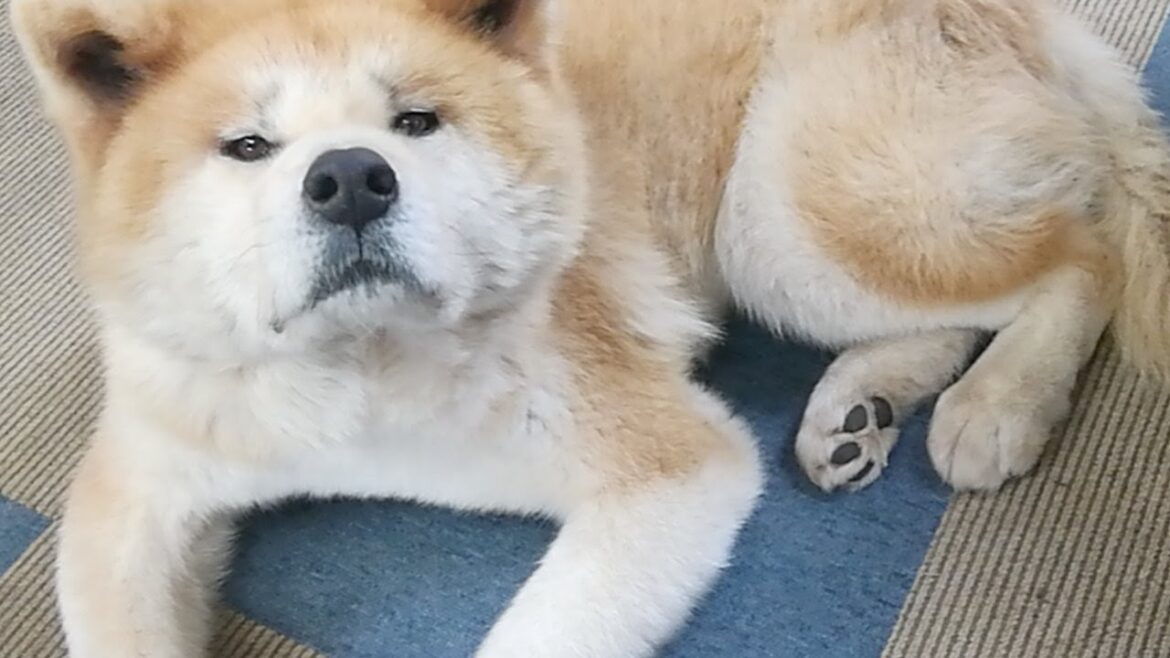 秋田犬会館配信！