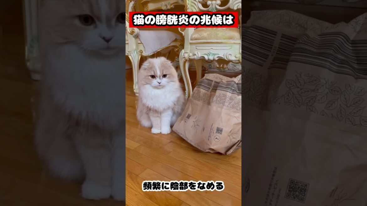 【猫の膀胱炎の兆候】#猫の膀胱炎#雑学#スコティッシュフォールド#猫あるある#猫かわいい#猫動画#猫おもしろい#Cat#Shorts
