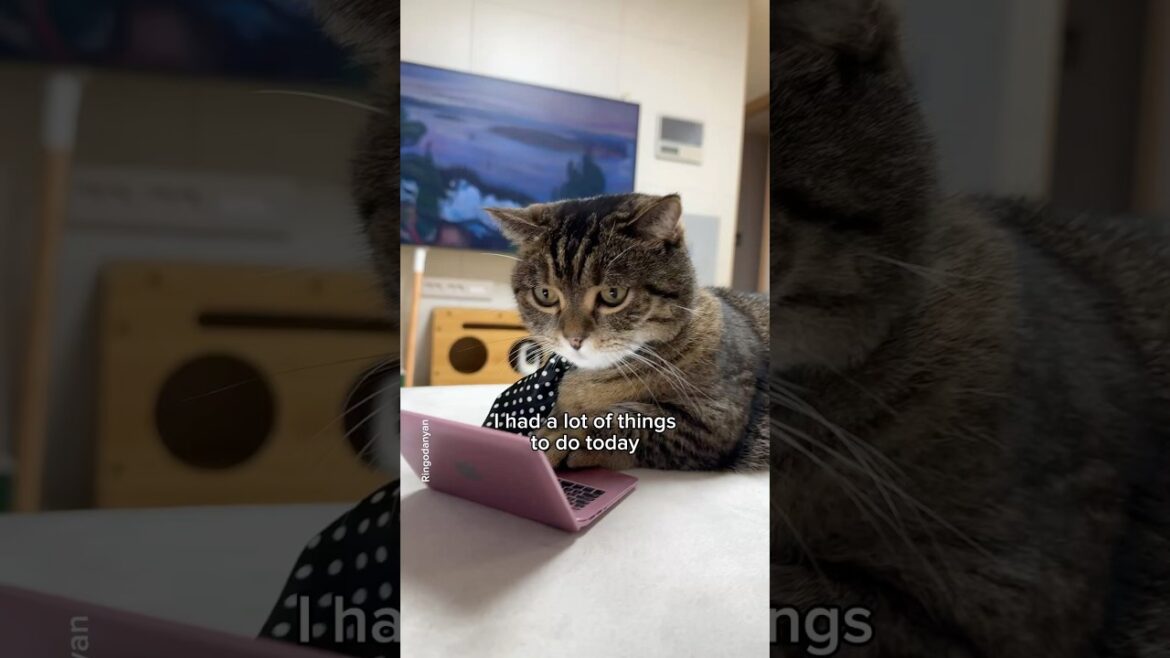 Despite having a lot to do, what did I do first?👍 #shorts #cat #funny