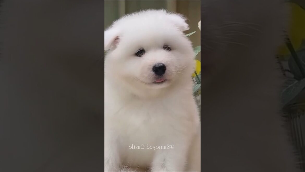 サモエドさん見て癒されたら寝ろwww #動物 #イヌ #サモエド サモエドさん見て癒されたら寝ろwww #動物 #イヌ #サモエド