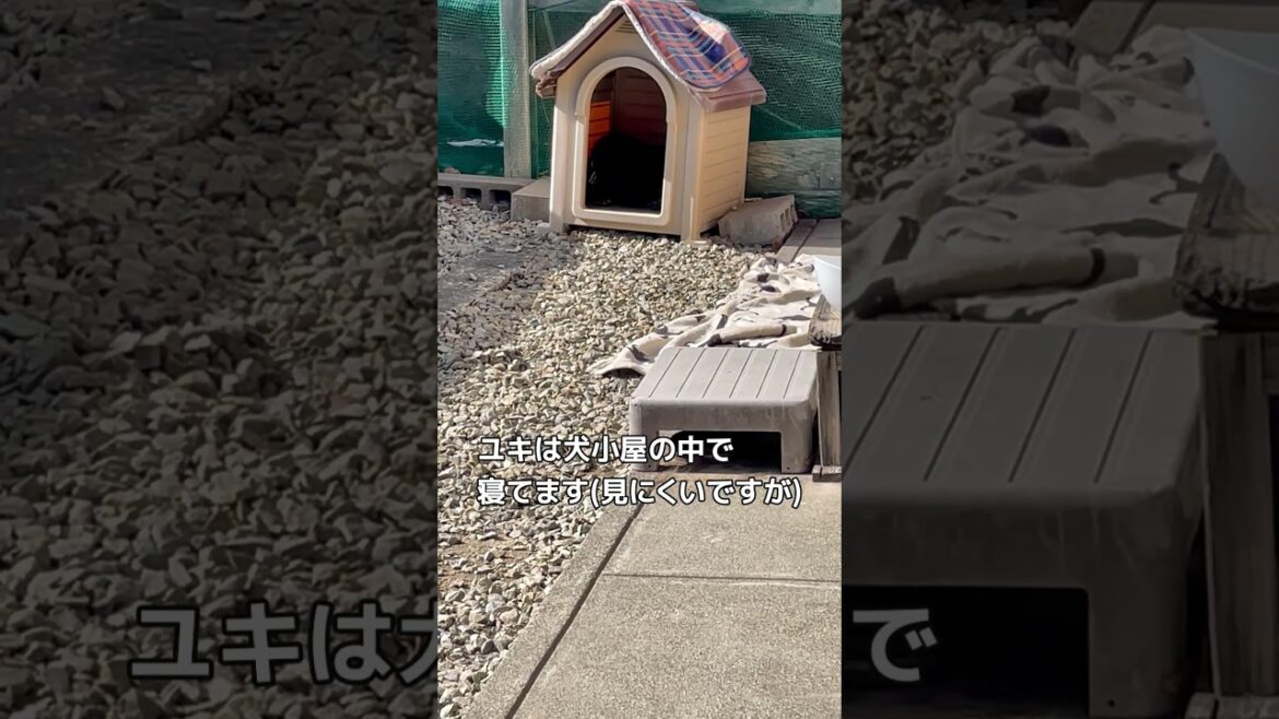 【甲斐犬】みんなでお昼寝