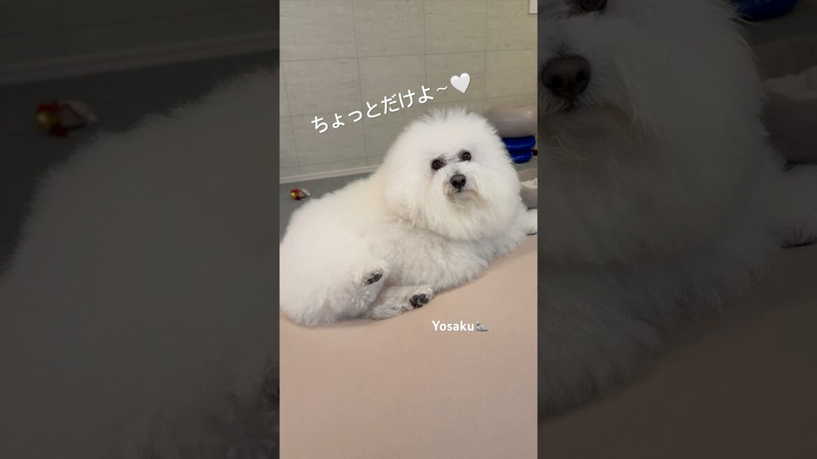 セクシーなわんこ♡ビションフリーゼよさく　#ビションフリーゼよさく #ビション #癒し #ビションフリーゼ #可愛い #いやしわんこ #犬のいる生活 #よさく