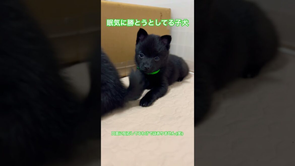 眠そうな子犬🐶　#こいぬ #スキッパーキ #小型犬