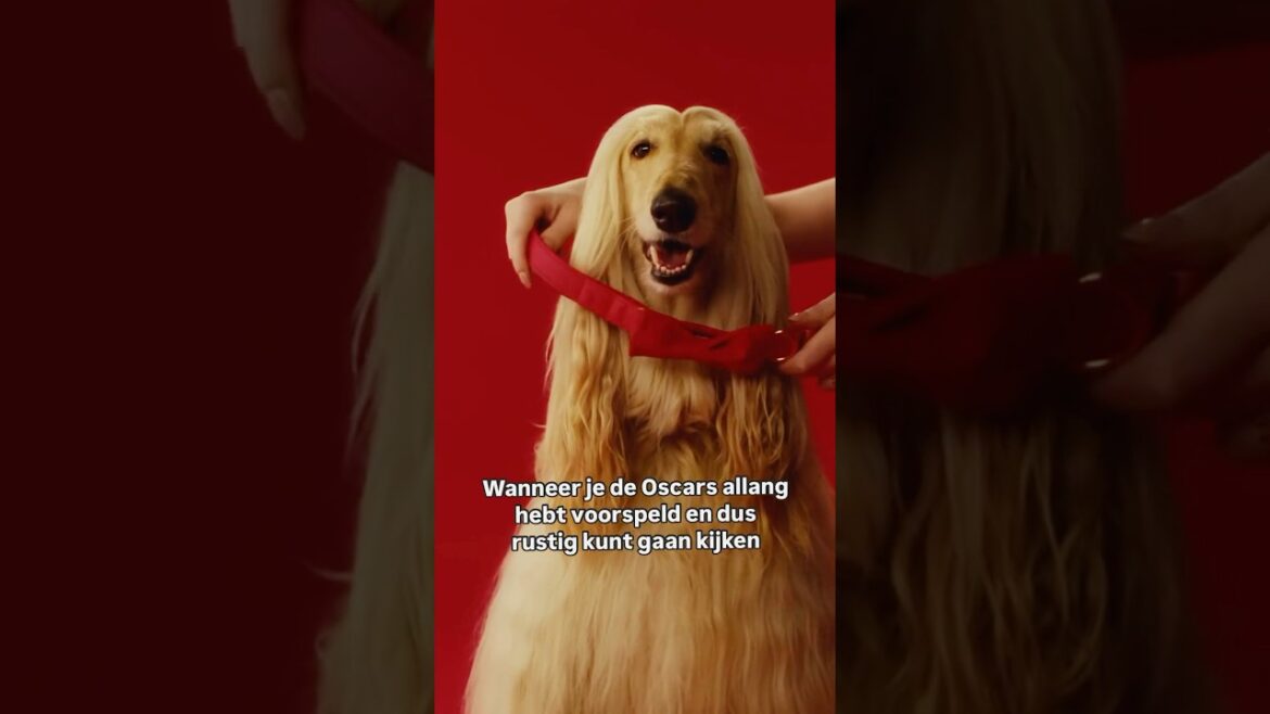 Afghan Hound in FilmBox commercial @filmbox629 @Oscars #oscars #theacademy