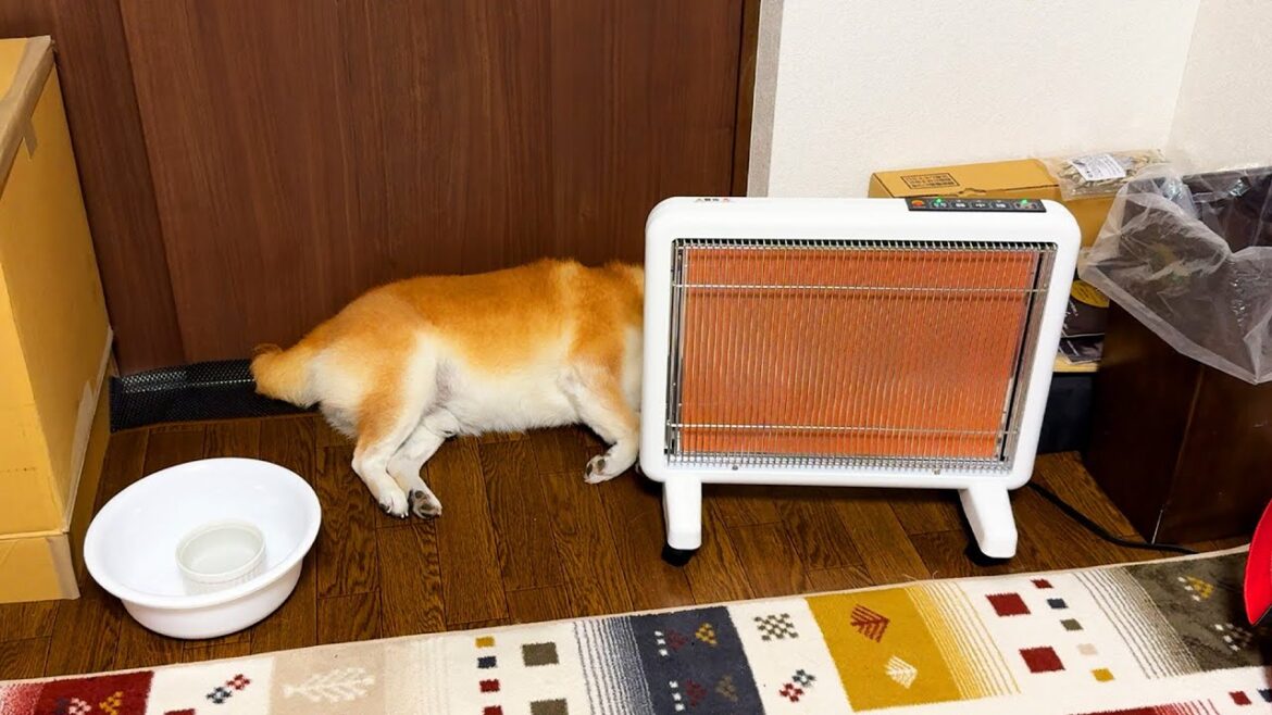 高性能ストーブの守備範囲の外側でひるねする柴犬 高性能ストーブの守備範囲の外側でひるねする柴犬