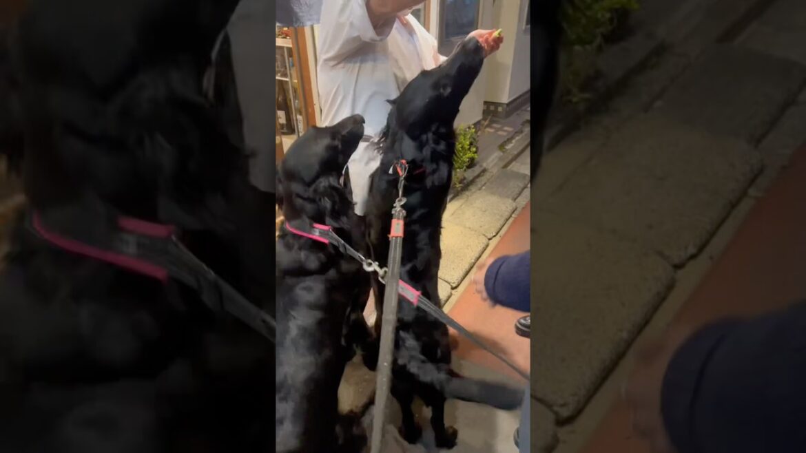 フラットは覚えずらい名前だよね#flatcoatedretriever #フラットコーテッドレトリバー #名前