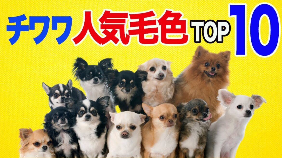 チワワの人気毛色ランキングTOP10【完全版】かわいい子犬の平均価格は？〈音声あり〉