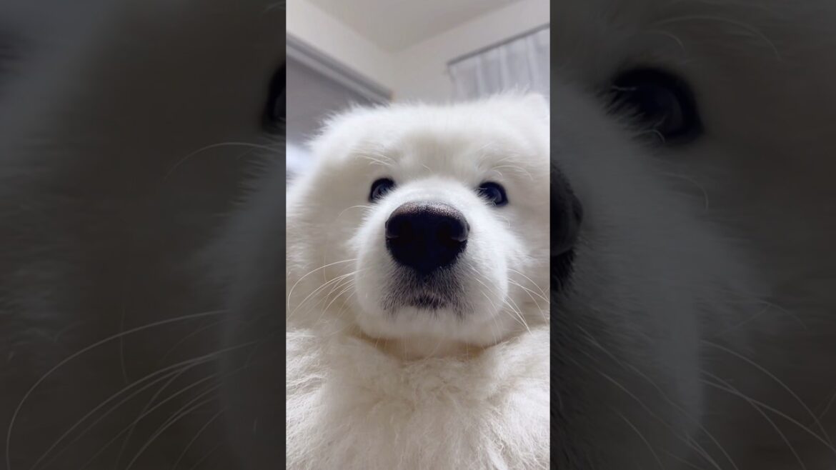 パパがお風呂洗ってる音が気になるサモエドがただ可愛いだけの動画 #サモエド #大型犬 #samoyed #癒し動画