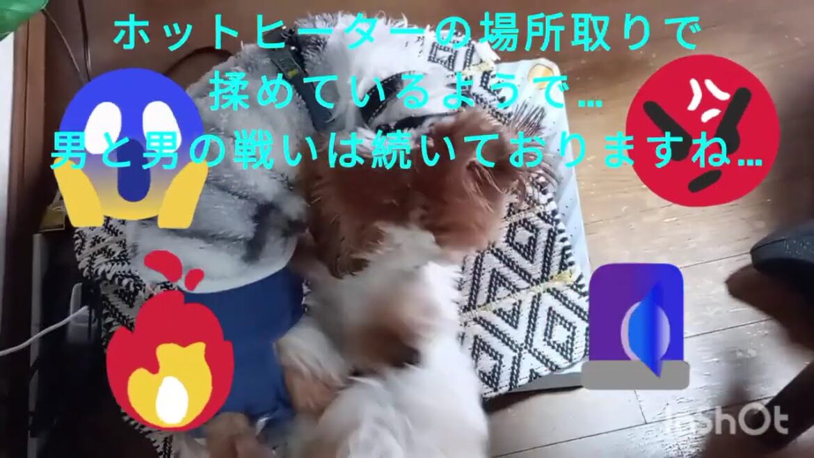 ホットヒーター取り合い場所取りで兄弟喧嘩　かわいい癒し動画　シーズー　マルチーズ　MIX犬　多頭飼い　仔犬