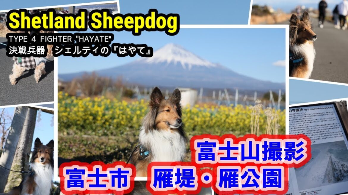 シェルティ はやて 104 富士市 富士山撮影 雁堤・雁公園