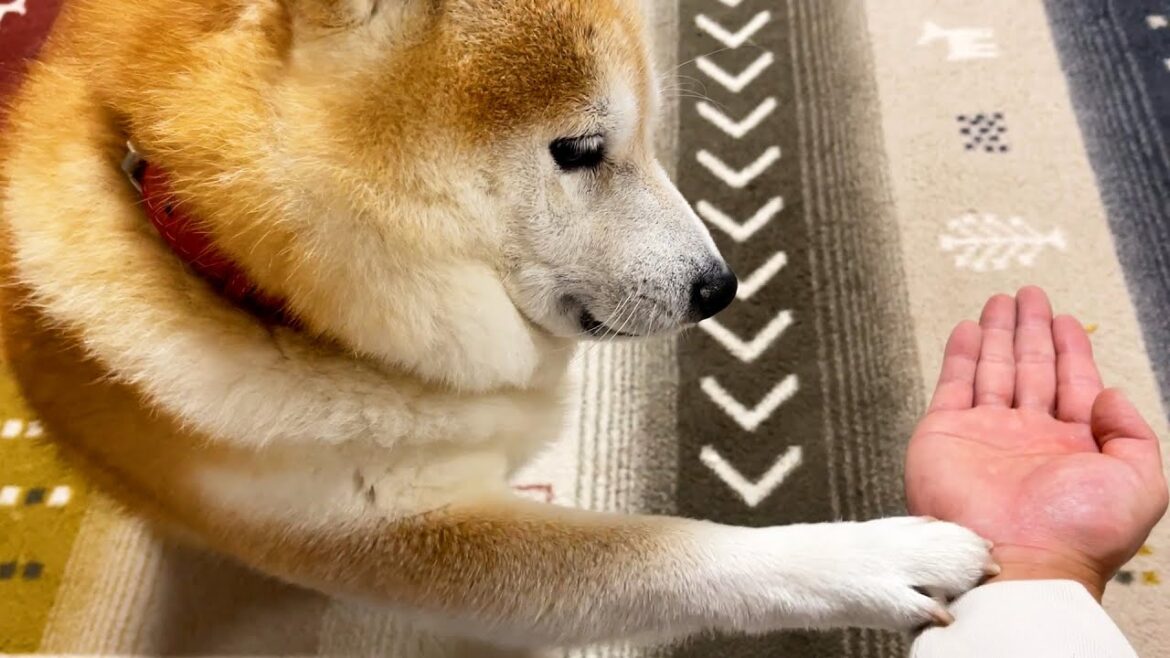 家族の手が遠いときは、みじかい前足を力いっぱい伸ばしてお手をする柴犬