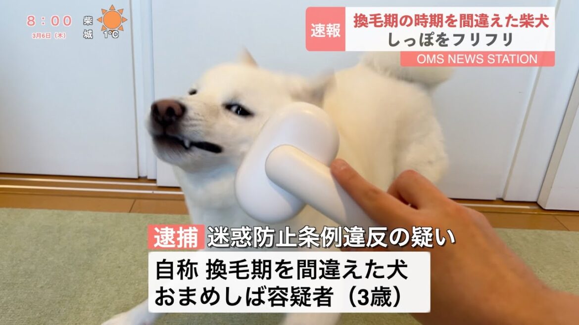 換毛期の時期を間違えた柴犬