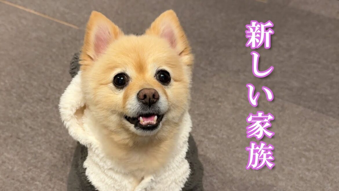 新しい家族が増えました！