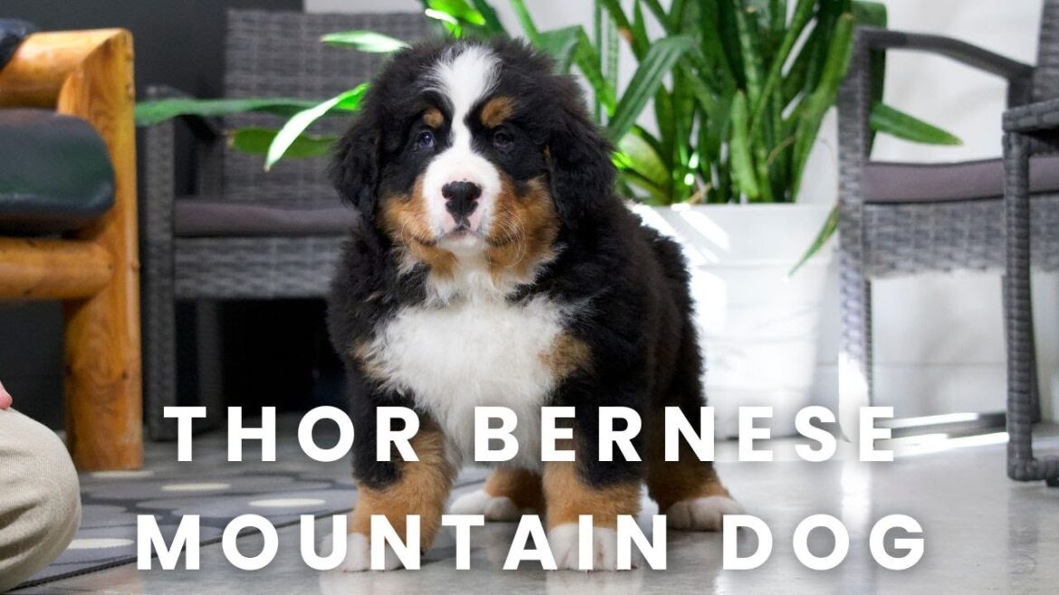 Thor Our Bernese Mountain Dog Puppy Here at Mountain Dog Companion!