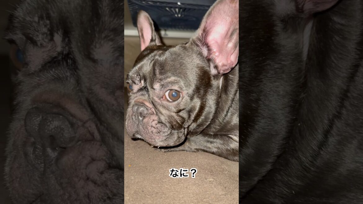 【夕ご飯後】こたつで寛ぐフレンチブルドッグ🐶#frenchie #frenchbulldog #frenchbulldoglife #shorts
