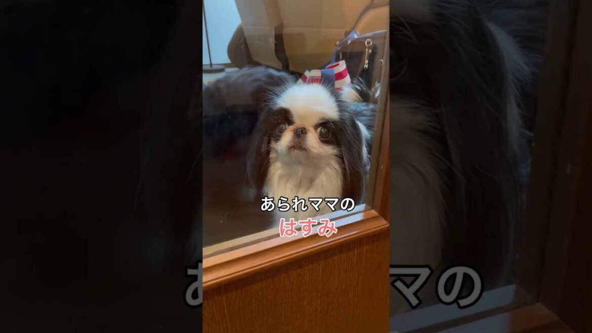 仕事の帰りを待ち詫びてくれてる(？)狆とペキニーズ#dog #japanesechin #pets #cute #ペキニーズ #癒し #狆