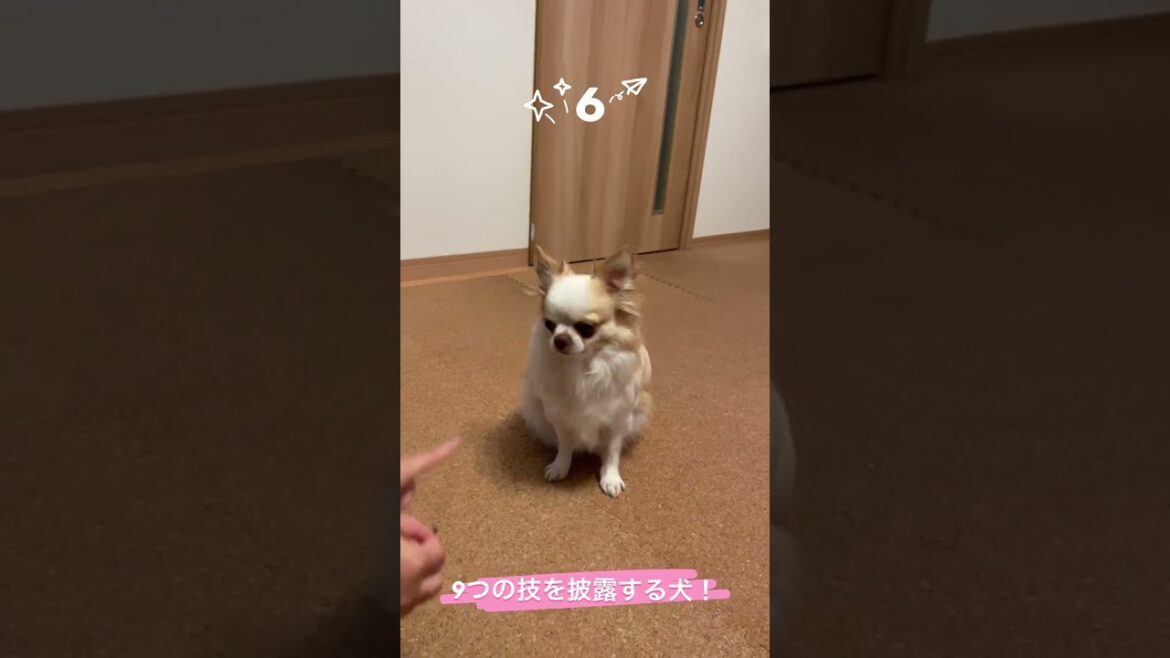 【犬の凄技】この技、全部出来る犬いる？30秒で9つの技、芸を披露する天才チワワ！#shorts #chihuahua #チワワ