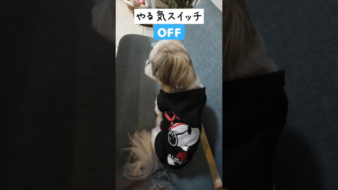 やるきスイッチのオンとオフが激しい愛犬【シーズー】
