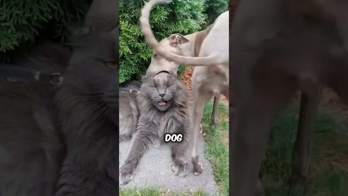 3 Dog Breeds That Hate Cats. #shorts