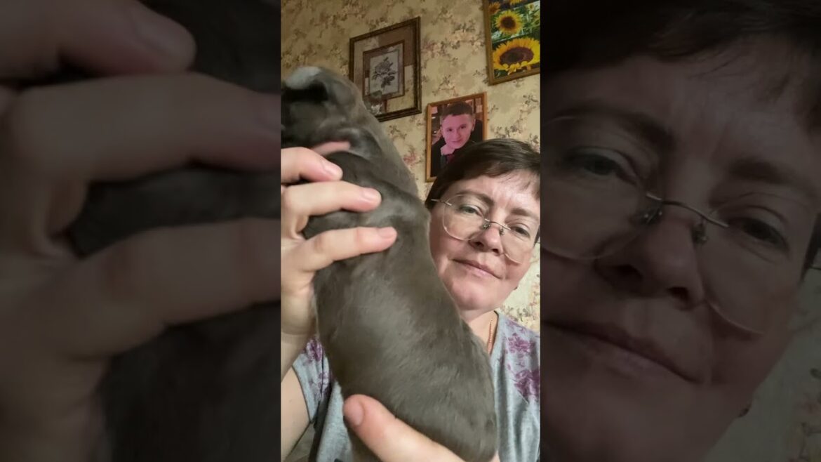 ❤️ВАНДА 2 недели❤️бронь Иркутск #amstaff #puppy #питомник #американскийстаффордширскийтерьер