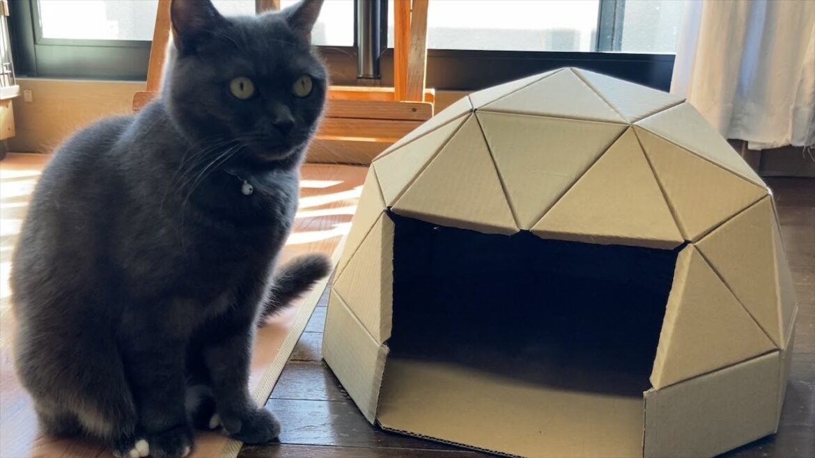 【DIY】ダンボールで猫ドームハウスを作りました ＜ I made a cat dome house out of cardboard.