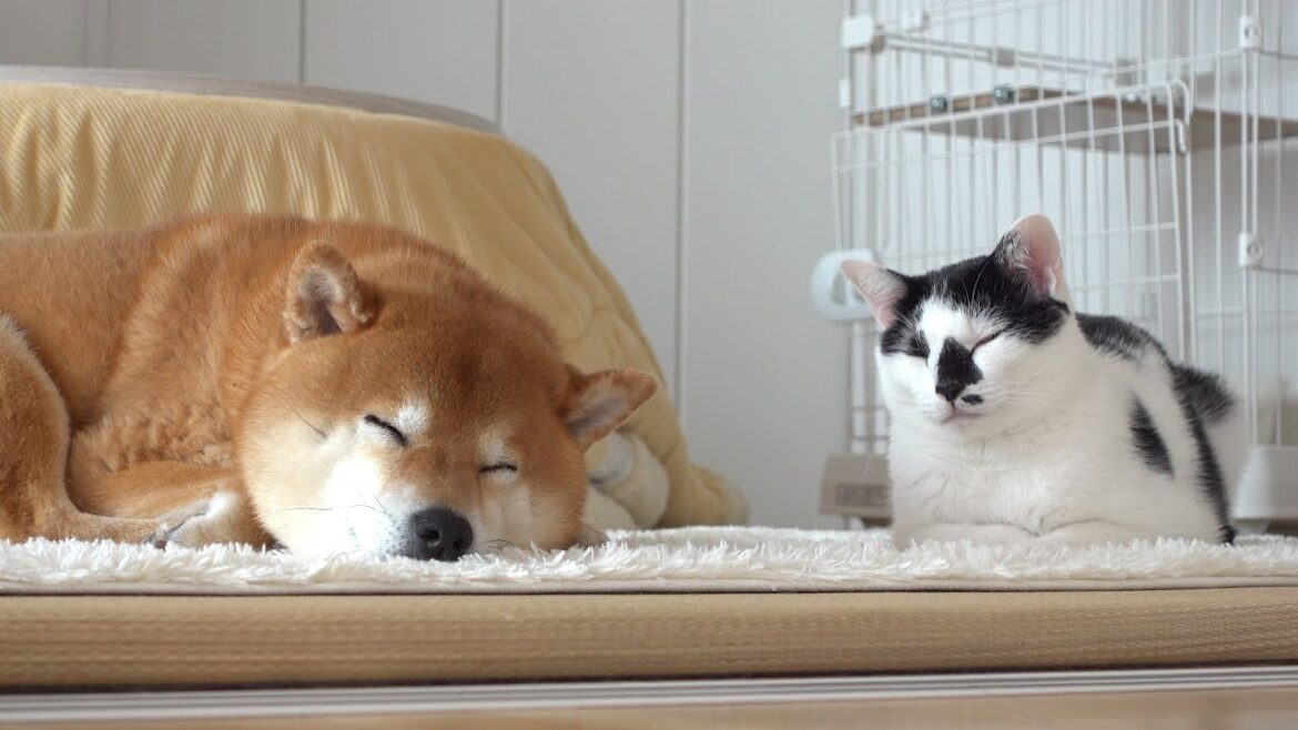 柴犬と猫のお昼寝を見守ってたら平和すぎる現象が起きました。