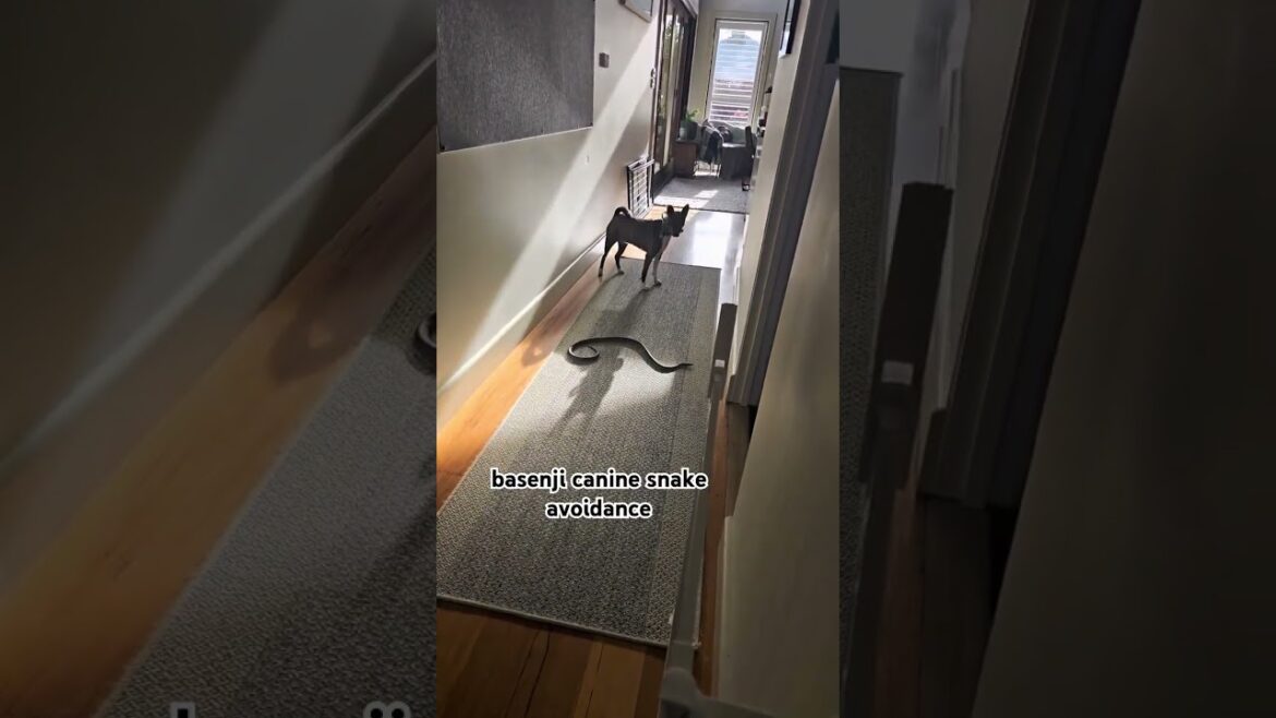 basenji canine snake avoidance #dogtraining #snakeavoidance #caninesnakeavoidance #fyp #basenji