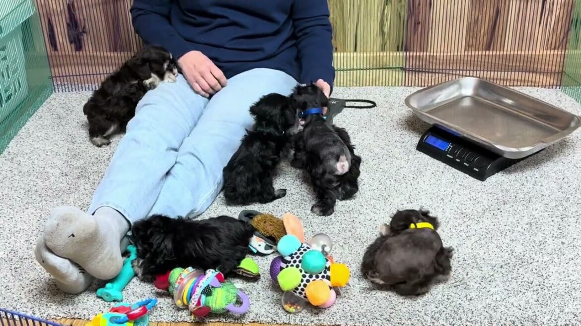 Dolly's Toy Schnauzer Litter 1 male still available - March 4, 2025