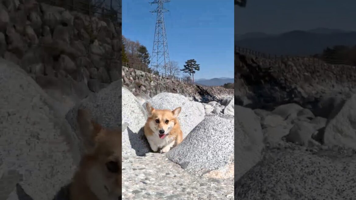 岩の間を縫ってついてくるコーギー / The Corgi nimbly weaves its way through the rocks, keeping up. #コーギー #corgi