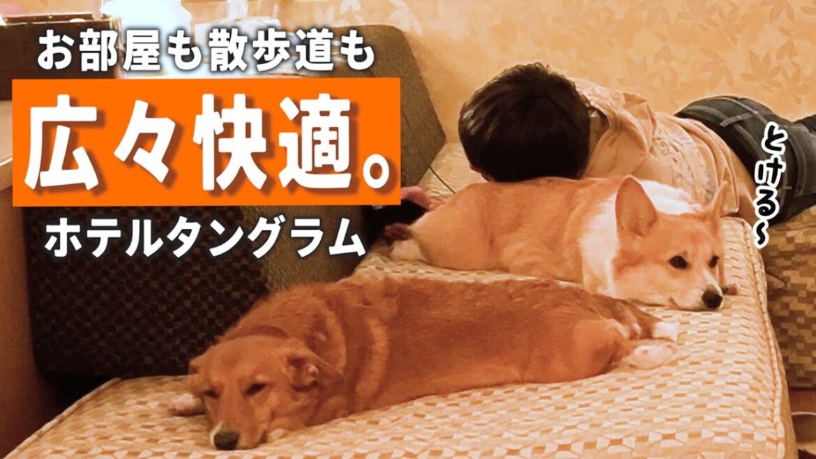 ホテルタングラムに泊まったら、快適溶けちゃったコーギー犬
