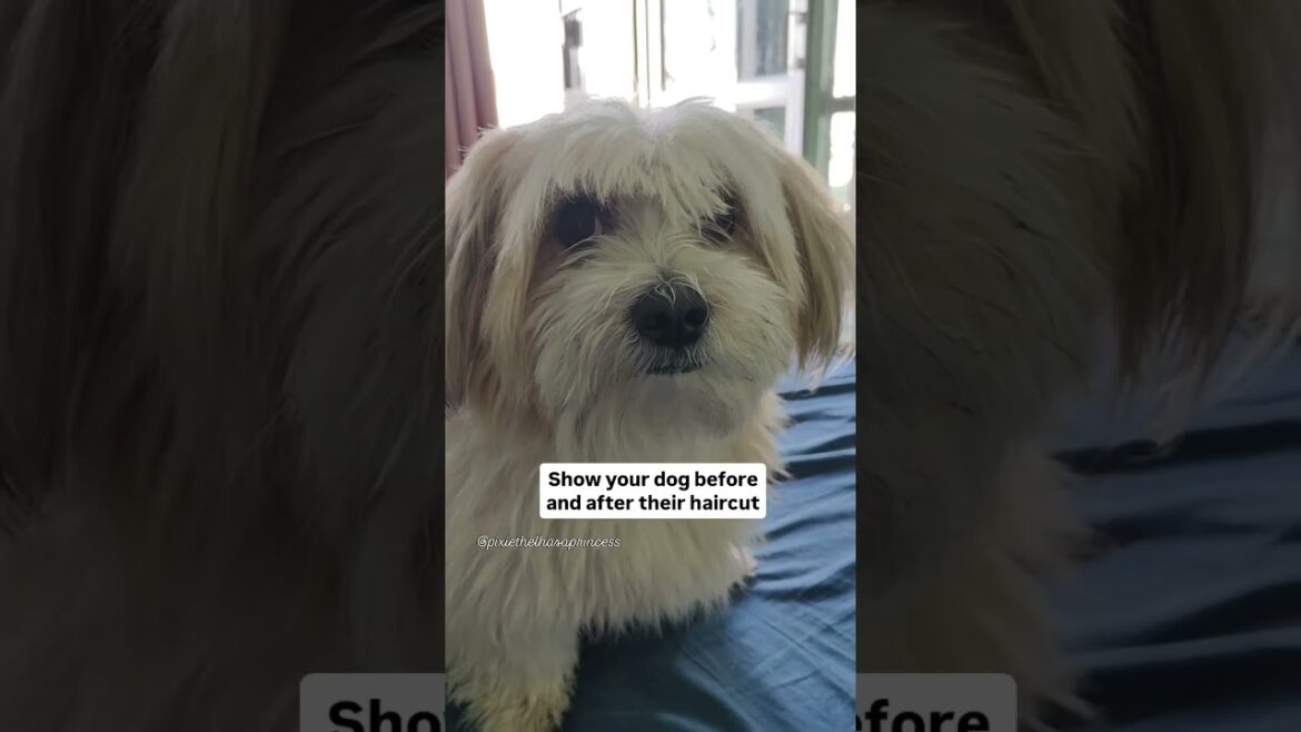 wait for it.๐๐พ๐ถ#doggrooming #doggroomer #doghaircut #haircut #beforeandafter #shorts #youtubeshorts wait for it.๐๐พ๐ถ#doggrooming #doggroomer #doghaircut #haircut #beforeandafter #shorts #youtubeshorts