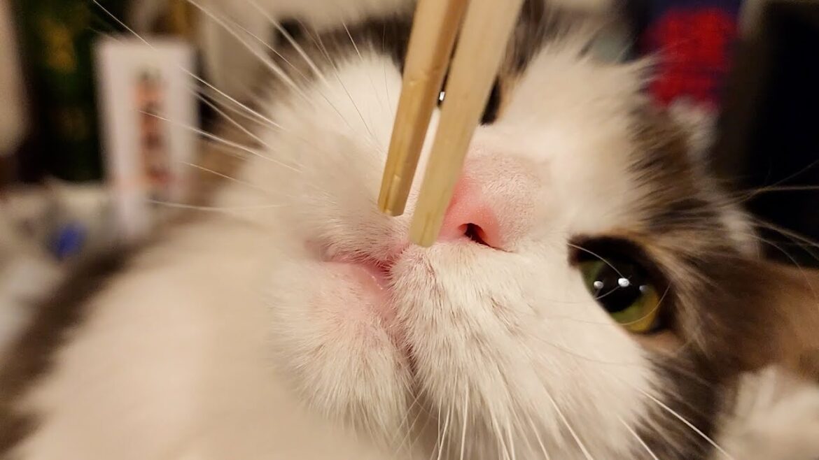 美猫ノルウェージャンがお箸をカミカミして歯型をつけたがる姿がコチラです