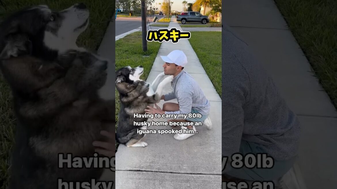 育てるのが難しい犬さんの動画見て笑ったら寝ろwwww #動物 #ハスキー #チャウチャウ