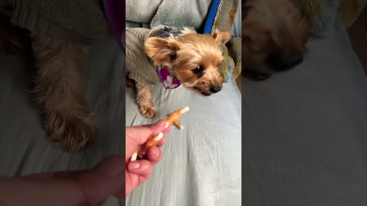 一生懸命おやつを食べるヨーキー￼#ヨークシャーテリア