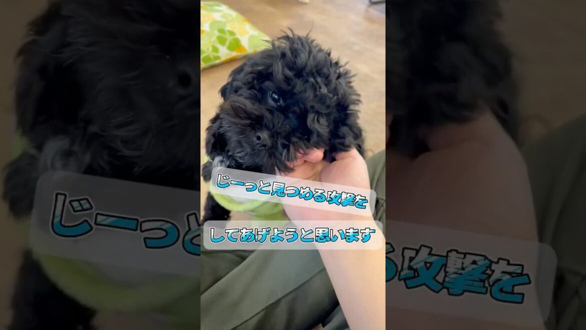 【里親募集中】ピッツくん！　 #dog #里親 #pets #トイプードル #ペキニーズ #ミックス犬