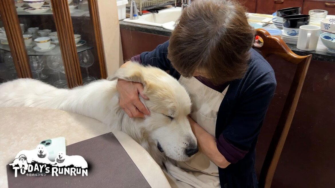 珍しくお母さんにたっぷり甘えたアランです Great Pyrenees グレートピレニーズ 珍しくお母さんにたっぷり甘えたアランです Great Pyrenees グレートピレニーズ