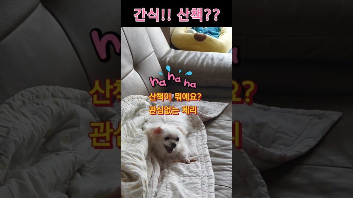 간식과 산책중 고민 전혀없는 체리