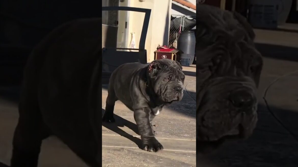 Neapolitan Mastiff Puppies #dogbreed #apexmobiletipsandtricks #mastiffbreed #neomastiff #pitbull