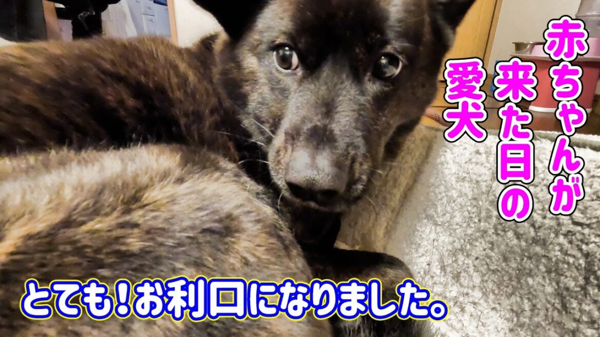 孫ちゃんが遊びに来てくれた日の愛犬の様子　歓迎モードと一層の警備に専念　甲斐犬いち