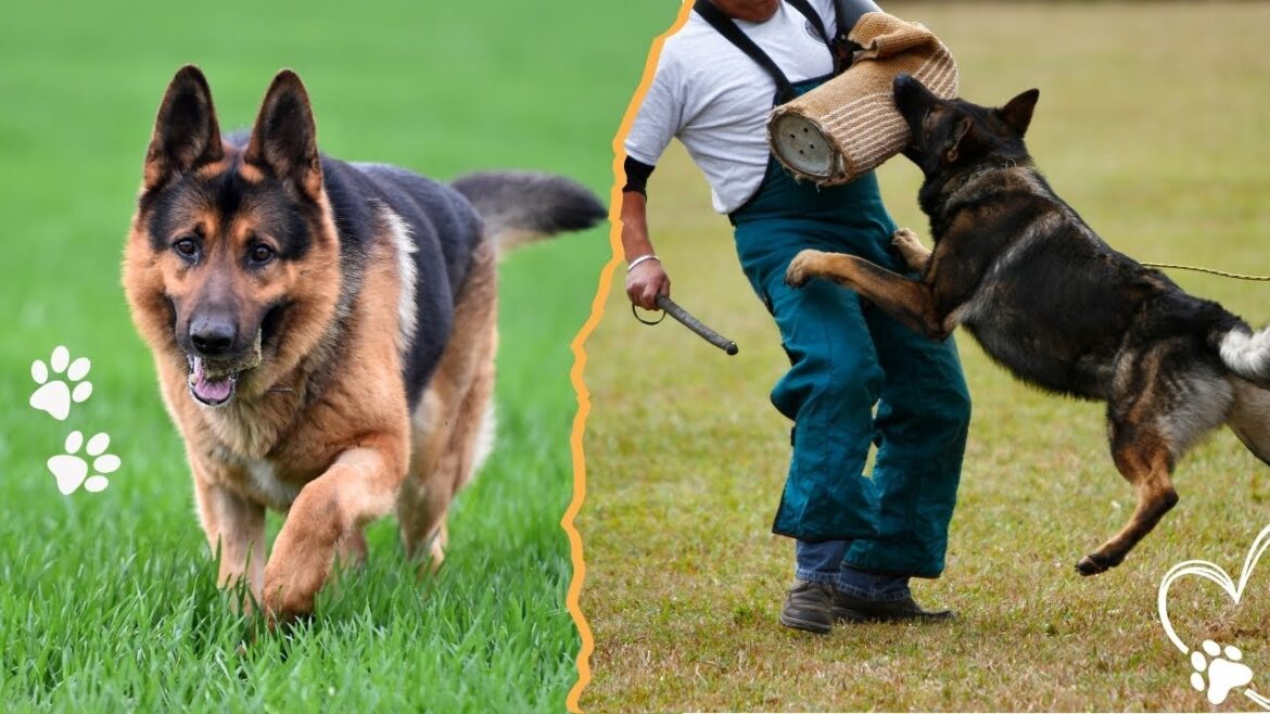The Two Main Types of German Shepherd Dogs The Two Main Types of German Shepherd Dogs