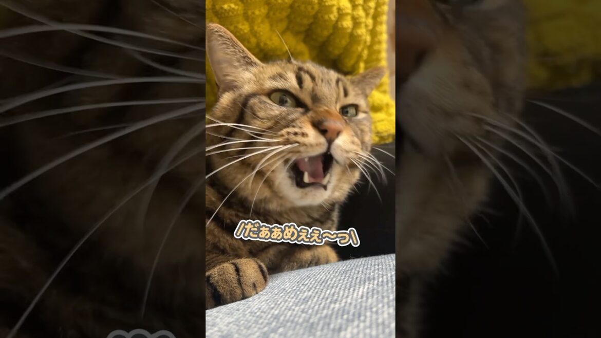 「どこにも行かないでぇぇ…」と、大好きなママを必死で引き止める猫 「どこにも行かないでぇぇ…」と、大好きなママを必死で引き止める猫