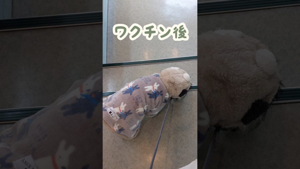 お注射後でも遊べるタイプ #miniatureschnauzer #schnauzer #dog #シュナウザー #ミニチュアシュナウザー #犬のいる暮らし