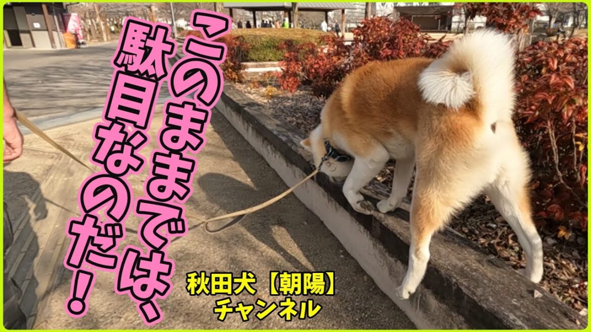 秋田犬【朝陽】チャンネル【このままでは、駄目なのだ！】