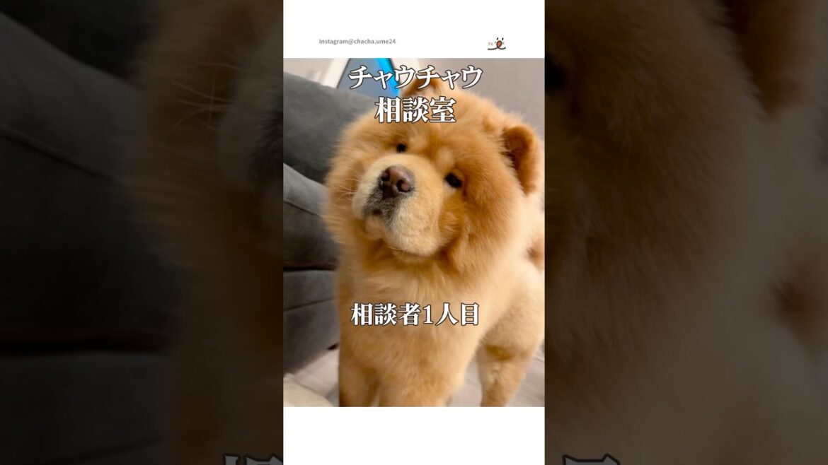 チャウチャウ相談室始めました🐻🐻‍❄️｜PECO