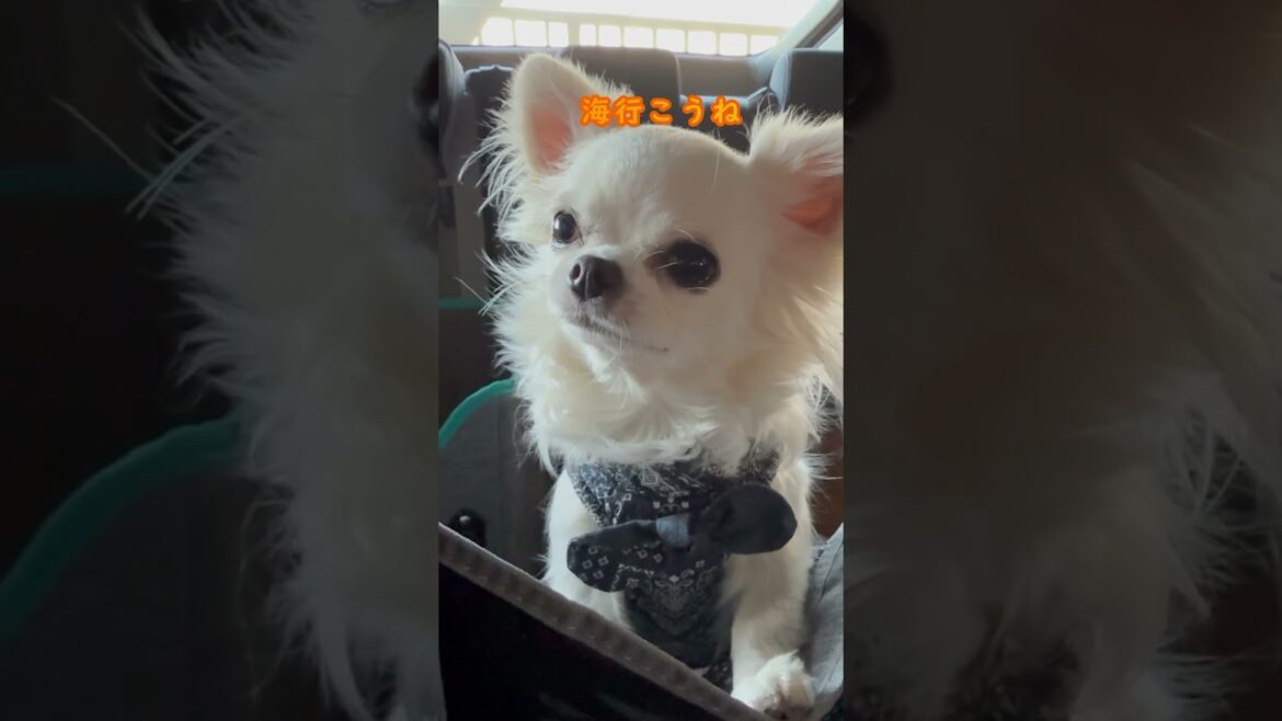 [チワワ多頭飼い] 海にドライブ　Coco & Rio