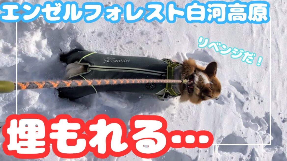 【リベンジ！】短足コーギー姉妹、雪中ラッセルで大はしゃぎ！雪遊びでワチャワチャが止まらなかった