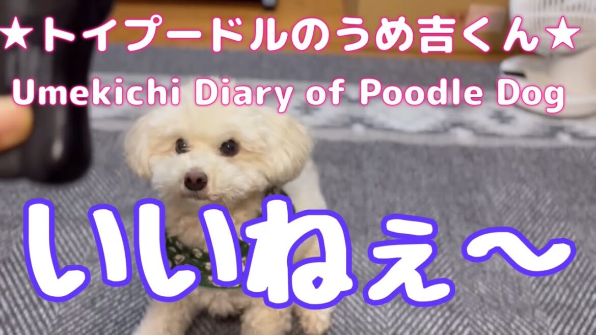 いいねぇ〜 ★トイプードルのうめ吉くん(1596日目)★Umekichi Diary of Poodle Dog